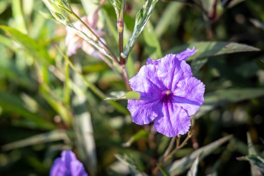 The background image of the colorful flowers, background nature