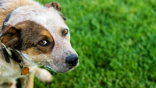 Queensland heeler pet dog lookin at the camera against a grass background. Copyspace available on the right hand side.