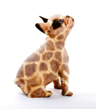 French bulldog isolated on white, giraffe print