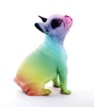 French bulldog isolated on white, rainbow print