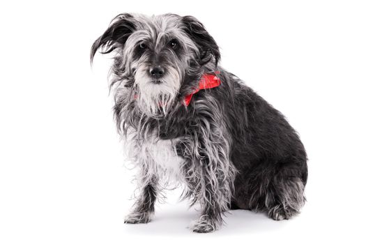 Animal adoption concept. Old animal concept. Rescue dog concept. Cute Irish terrier dog with a red ribbon, isolated on white background.