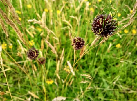 purple flowers in yellow meadow