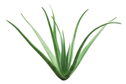 Aloe vera plant isolated on white background, full length.