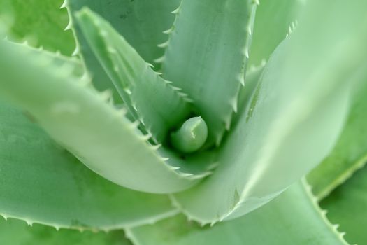 Close up aloe vera plant, full frame.