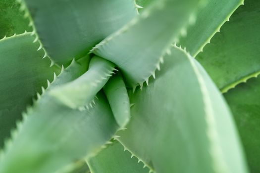 Close up aloe vera plant, full frame.