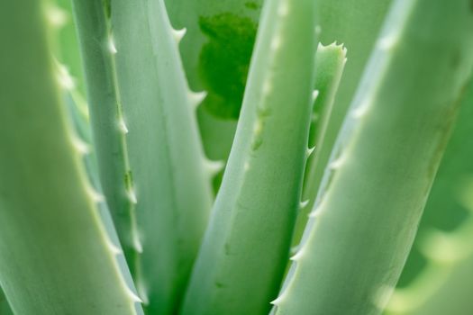 Close up aloe vera plant, full frame.