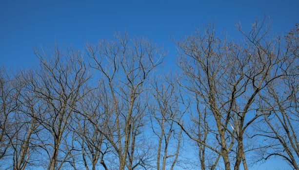 tree branches from the forest with a blue sky 