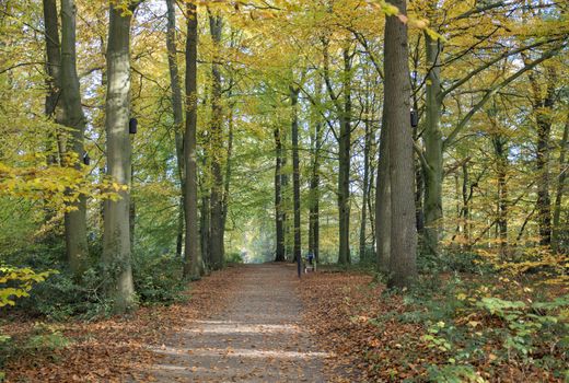 forest in autumn colors like gold red and orange