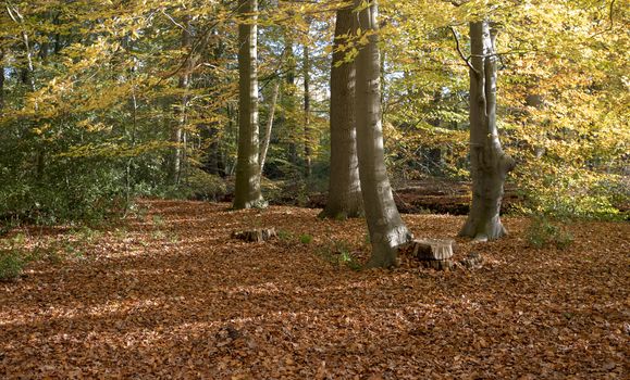 forest in autumn colors like gold red and orange