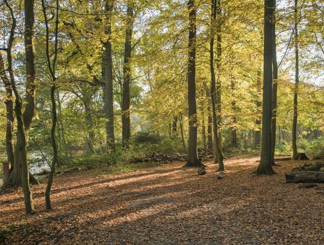 autumn forest with the golden brown leaves and a small river on the left