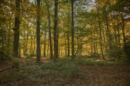 trees and leaves in the forest in autumn colors like gold red and orange