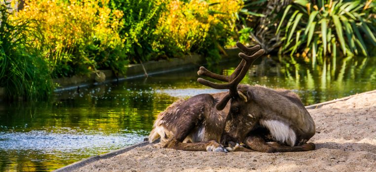 closeup portrait of a reindeer sitting at the waterside, vulnerable animal specie from America