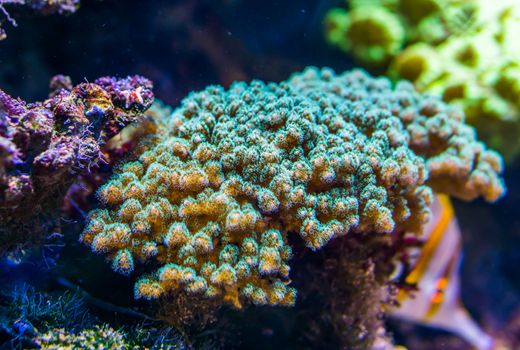 closeup of a tropical stony coral specie, popular decorative animals for the aquarium, marine life background