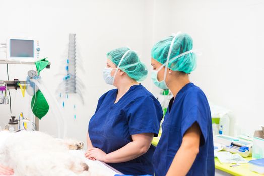 Group of veterinarian surgeons at work