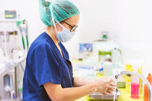 Veterinary surgeon washing hands before operating