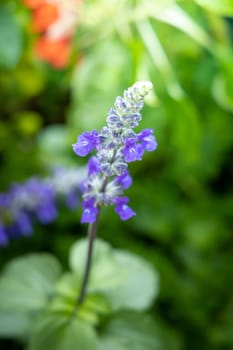 The background image of the colorful flowers, background nature