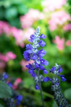 The background image of the colorful flowers, background nature