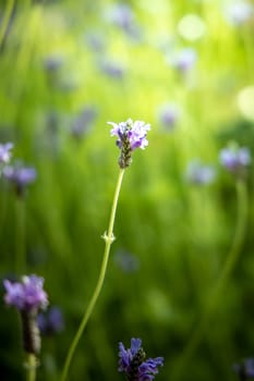 The background image of the colorful flowers, background nature