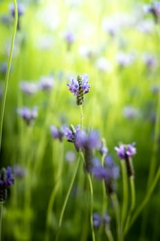 The background image of the colorful flowers, background nature