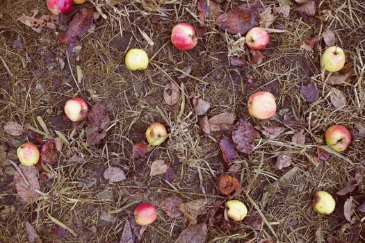 Decomposing red apples fallen on leafy ground. Late autumn background