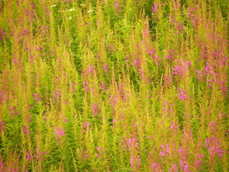 a field of flowers