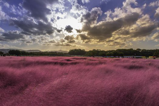 Muhlenbergia Capilaris Pink Muhly Grass Gyeongju, South Korea