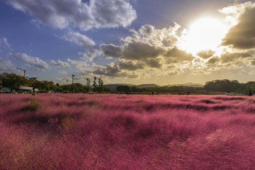 Muhlenbergia Capilaris Pink Muhly Grass Gyeongju, South Korea