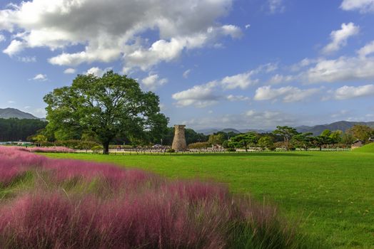 Muhlenbergia Capilaris Pink Muhly Grass Gyeongju, South Korea