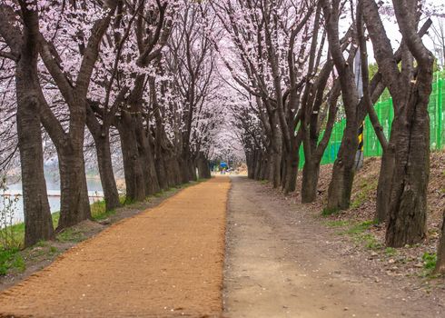 Seoul, Korea - April 7: Seoul's cherry blossoms festival in Korea, beautiful scenery photographers around Seoul, Korea on 7 April 2019