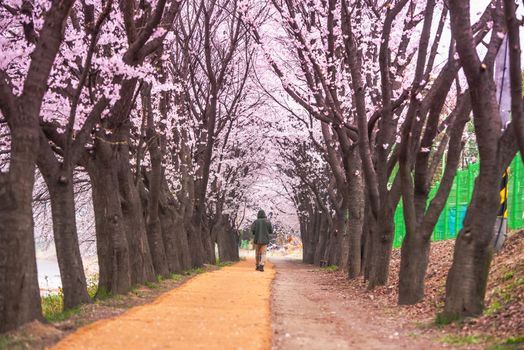 Seoul, Korea - April 7: Seoul's cherry blossoms festival in Korea, beautiful scenery photographers around Seoul, Korea on 7 April 2019