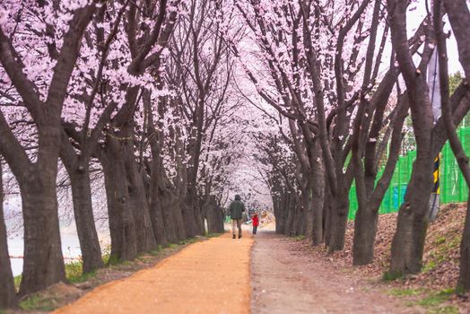 Seoul, Korea - April 7: Seoul's cherry blossoms festival in Korea, beautiful scenery photographers around Seoul, Korea on 7 April 2019