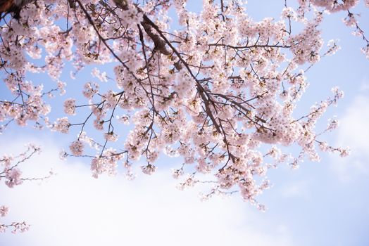 Cherry Blossom in spring with Soft focus, Sakura season in korea,Background.