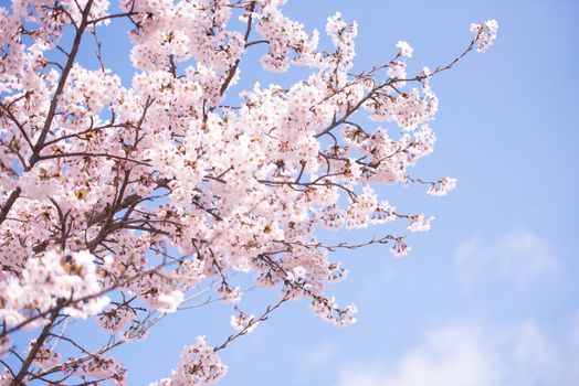 Cherry Blossom in spring with Soft focus, Sakura season in korea,Background.