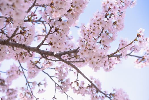 Cherry Blossom in spring with Soft focus, Sakura season in korea,Background.