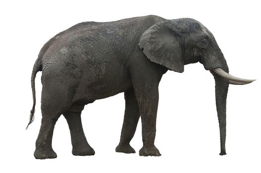 African Elephant with its tusks and big ears cut out on white background