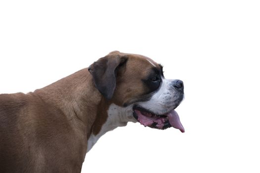 Close-up of a German boxer dog opening his muzzle with tongue hanging cut out against white background