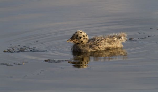 single duck baby white outing to the evening lights