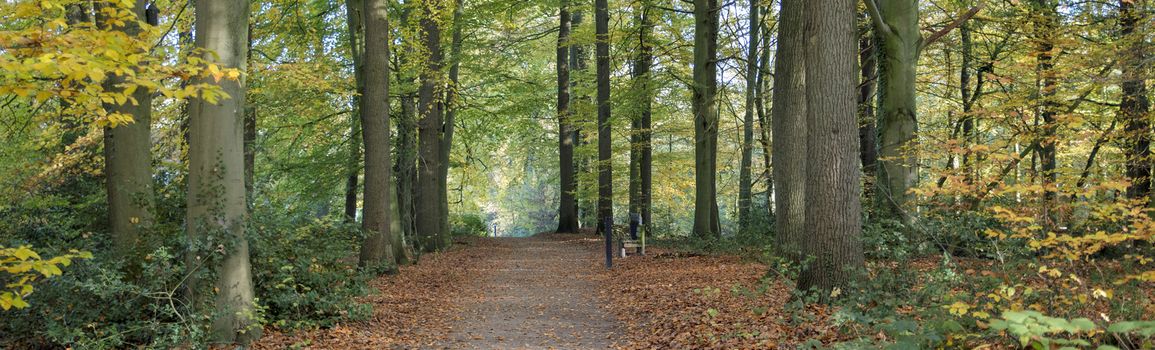 forest in autumn colors like gold red and orange