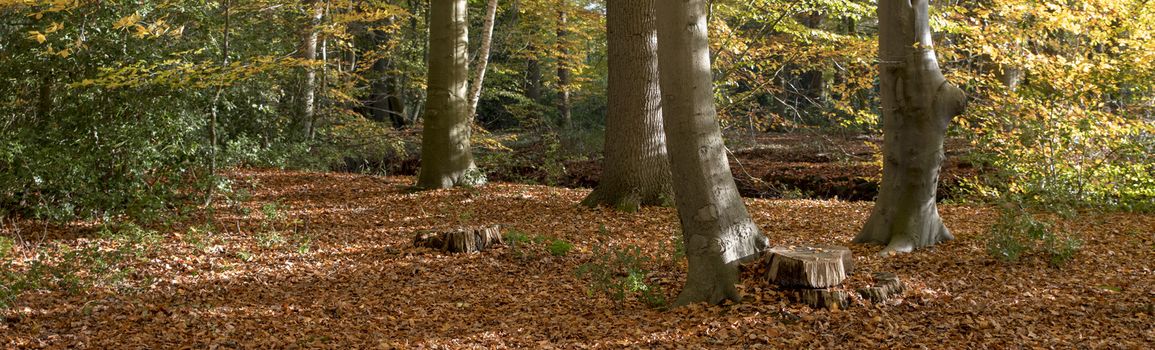 forest in autumn colors like gold red and orange