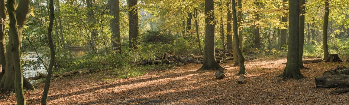 autumn forest with the golden brown leaves and a small river on the left