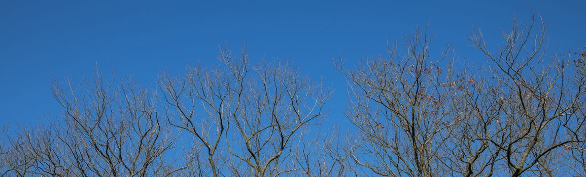 tree branches from the forest with a blue sky