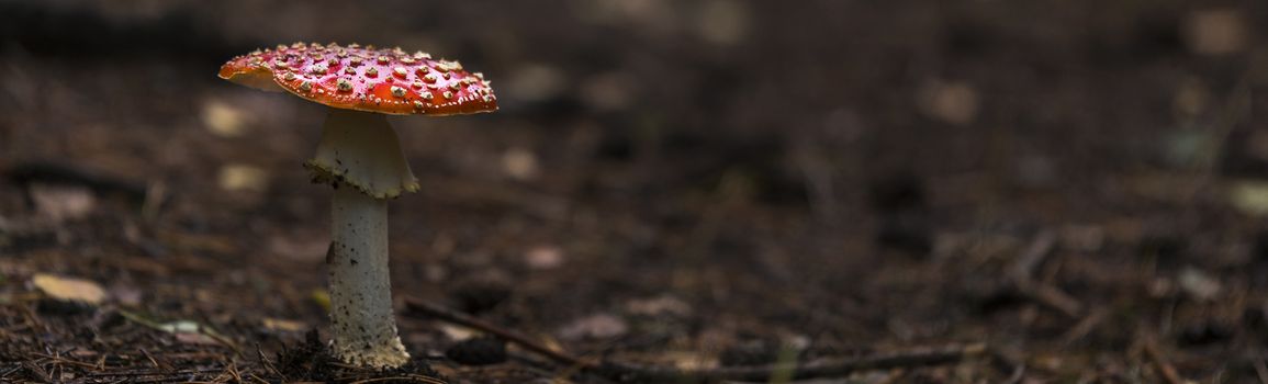 fly agaric red mushroom with white dots in the forest