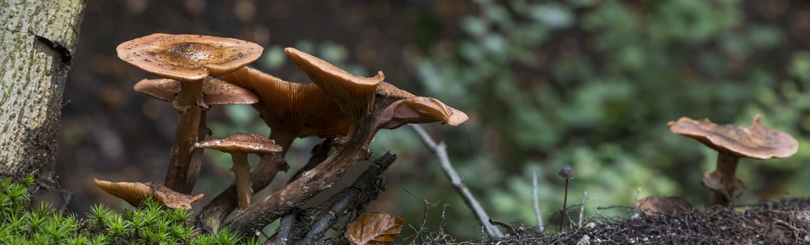 group fungus on green moss in the forest