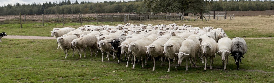herd of sheep grazing in the field in holland and the dog is in control