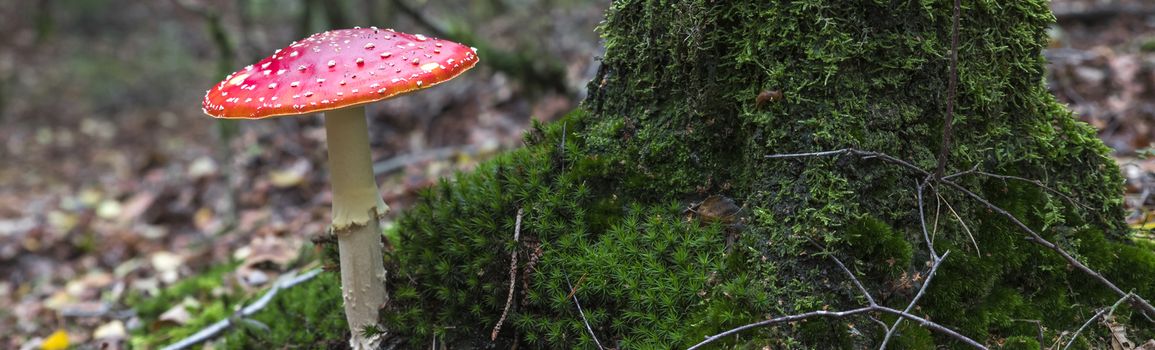 very big fly agaric red mushroom with white dots at a tree full of moss