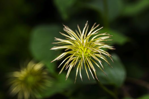 Macro shot of a flower without it’s petal, toward the end of it’s life