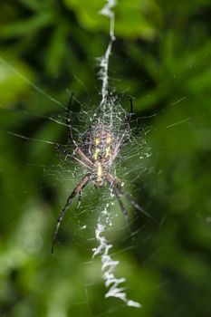 back of a orb-weaver garden spider hanging on a web  