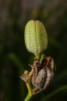 macro shot of seed pod still attached to the stem of a plant