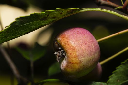 Macro shot of a small apple in a tree