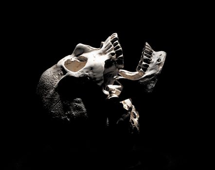 Photo of a skull on a black background